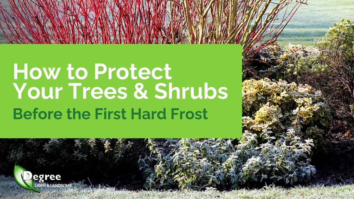 How to Protect Your Trees and Shrubs Before the First Hard Frost